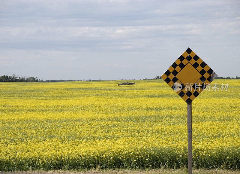 与Copy和Canola Field签约